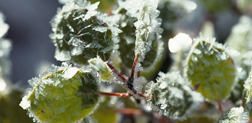 southeast-frosts-and-freezes-north-carolina-climate-office