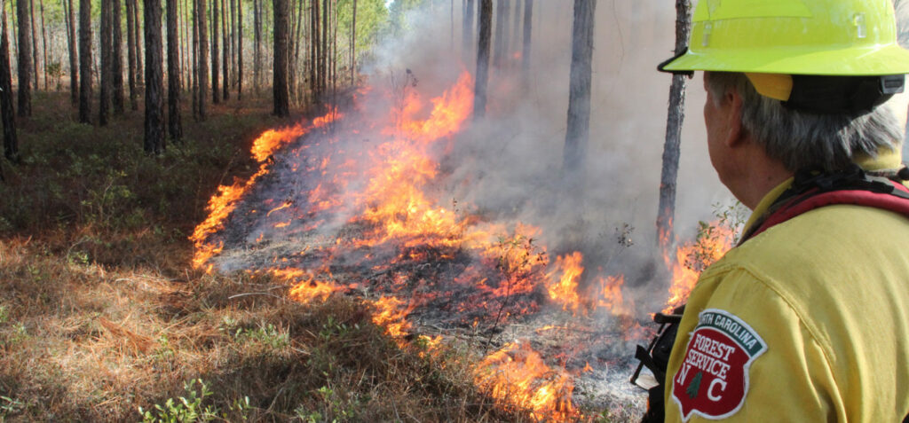 A NC Forest Service forester oversees a prescribed burn in a forest.