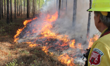 A NC Forest Service forester oversees a prescribed burn in a forest.