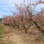 Peach trees blooming in the spring show exposed surface fuels, including grass yet to fully green up.
