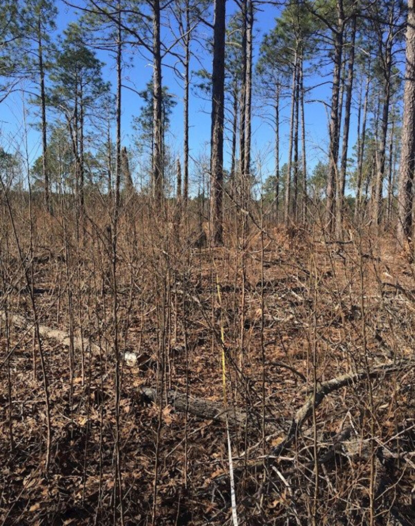 A photograph of scorched longleaf pine sapplings after a prescribed burn by The Nature Conservancy in January 2016.