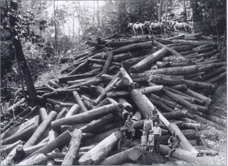 Clear-cut timber in Transylvania County