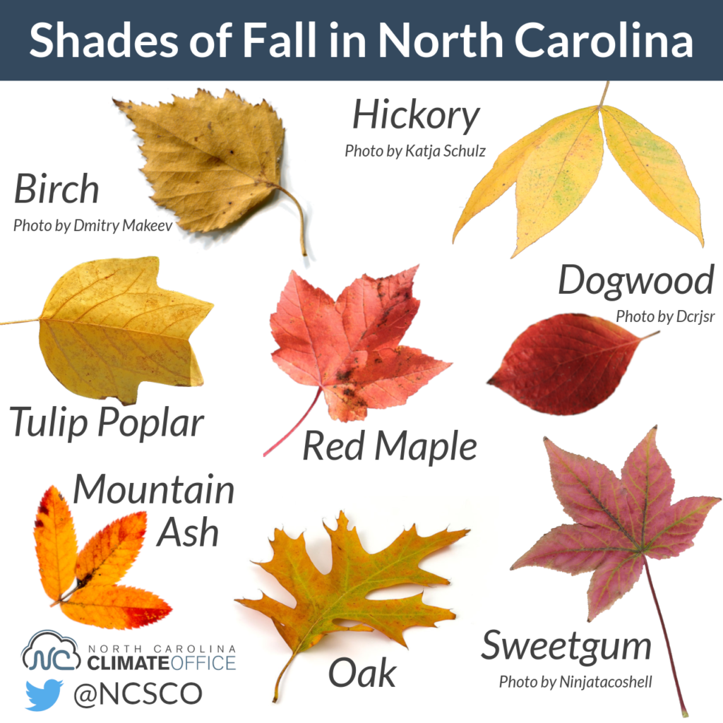 The Leaves, They Are a Changin’… But Why? North Carolina State