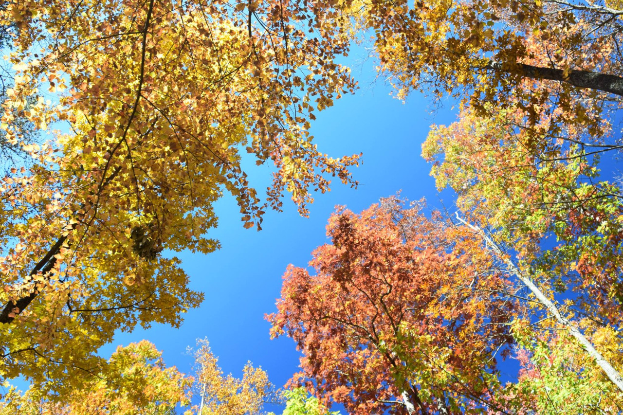 The Leaves, They Are a Changin’… But Why? - North Carolina State ...