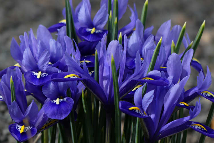 Iris 'Harmony' at JC Raulston Arboretum in Raleigh