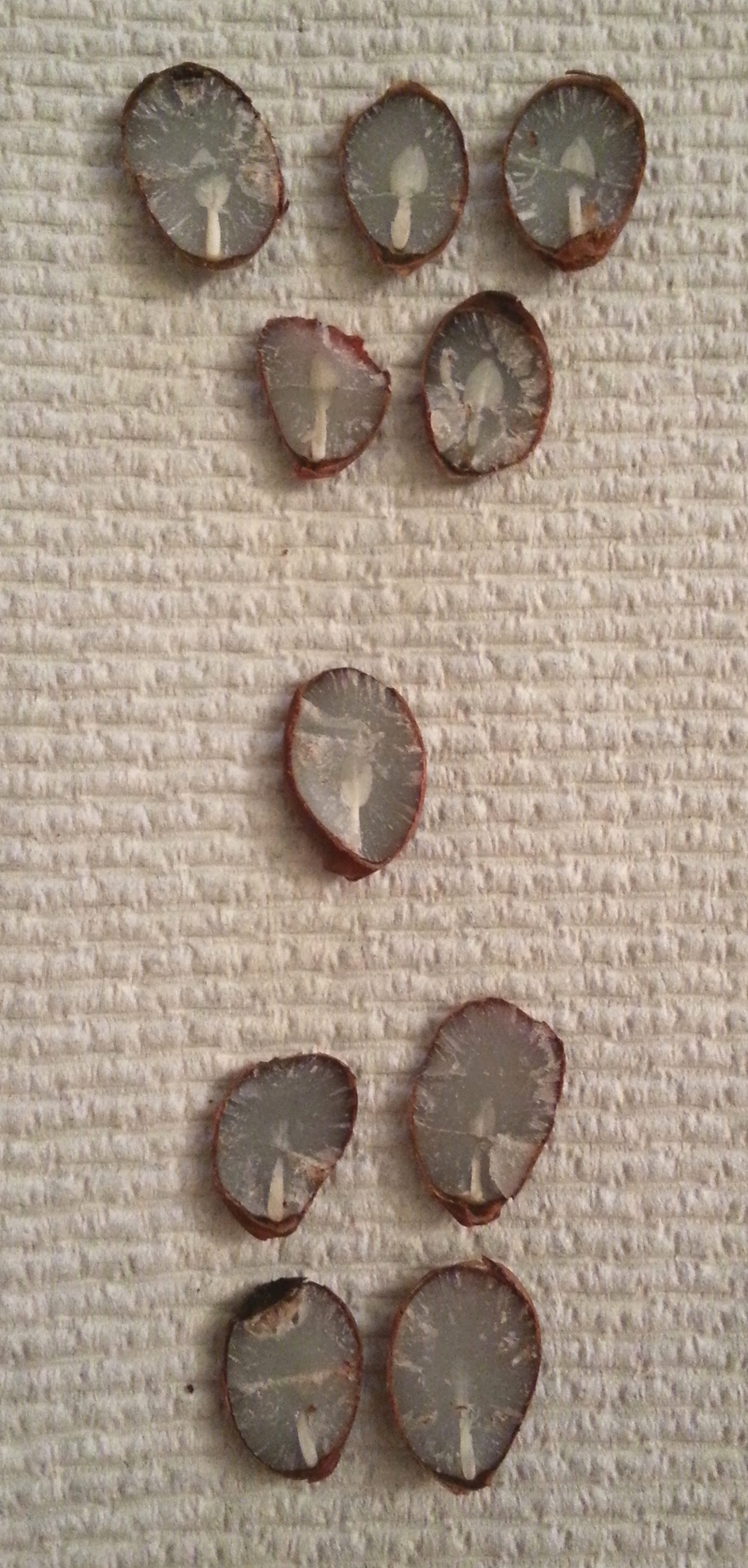 Famous Folklore Suggests a Cool Winter Awaits North Carolina State