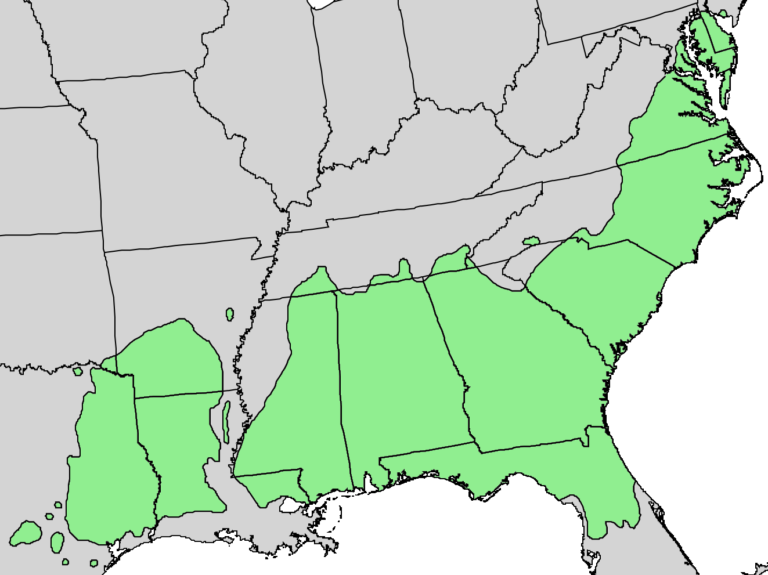 Summer Projects: Predicting Pine Productivity with Drought Indices ...