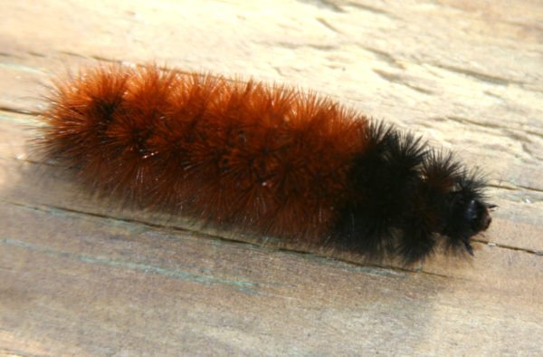 Woolly Worm