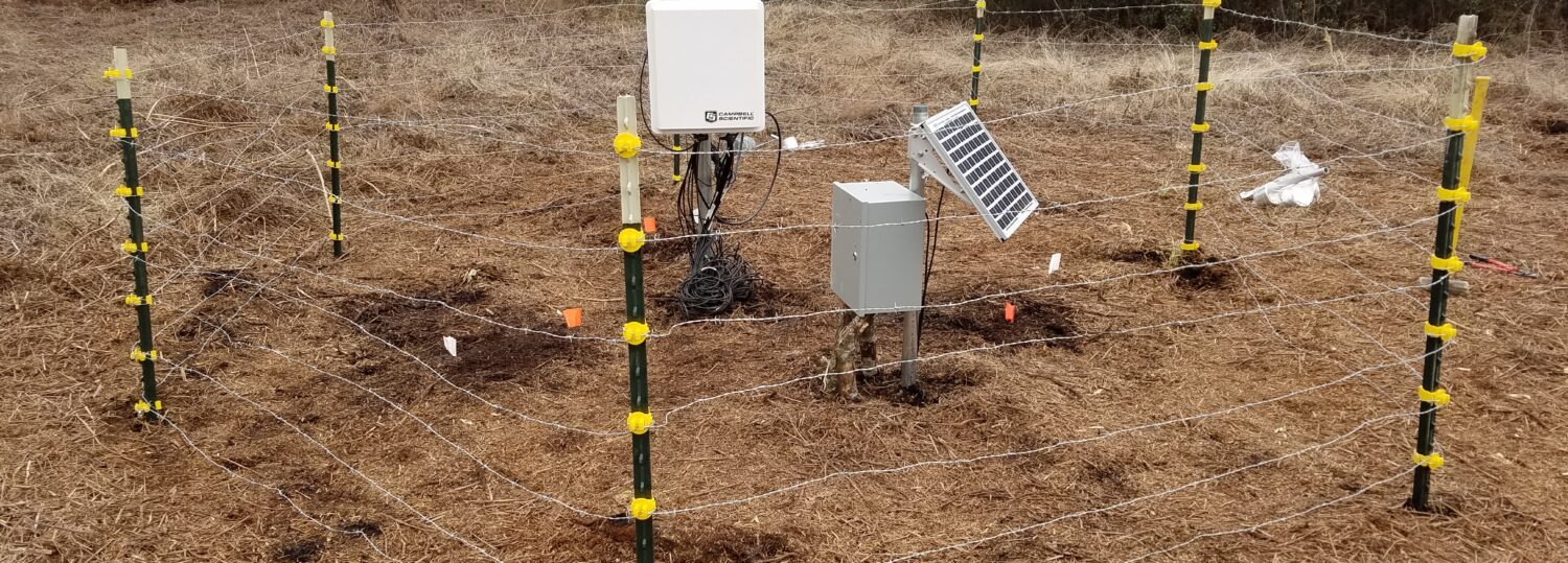 Our organic soil moisture monitoring station on a restored block at the Pocosin Lakes Wildlife Refuge.