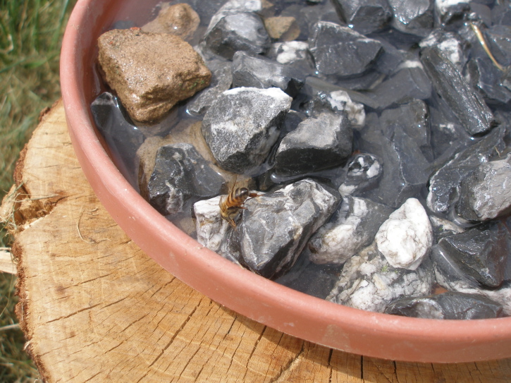 A bowl of water containing small rocks with a bee perched on them while drinking