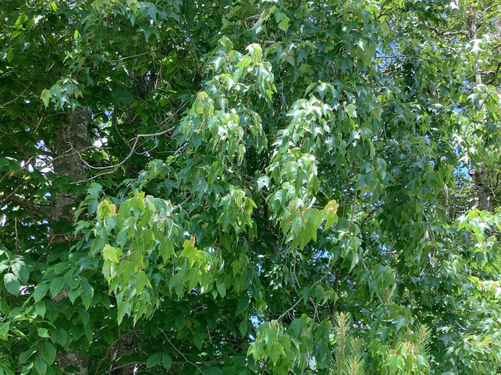 Wilting leaves on a maple tree in Onslow County