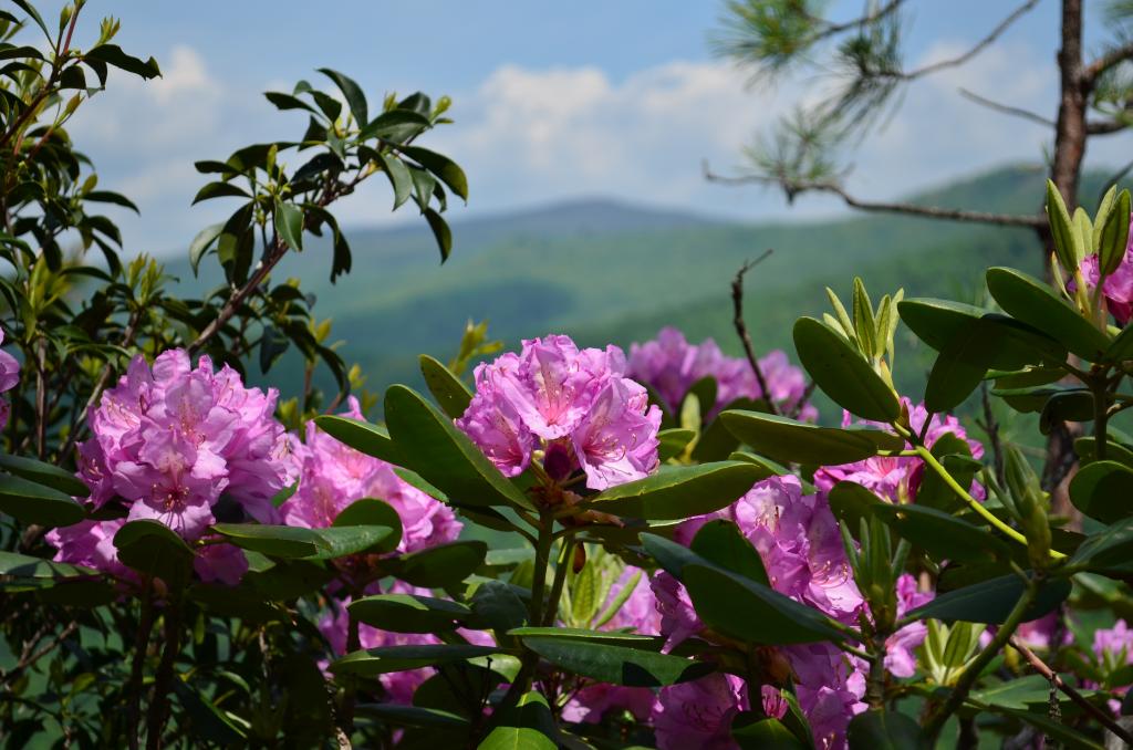 A photo of rhododendron blooming in the North Carolina Mountains