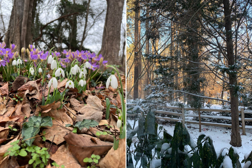 Side-by-side photos from Orange County of blooming flowers from January 1 and snow on the ground on January 21.