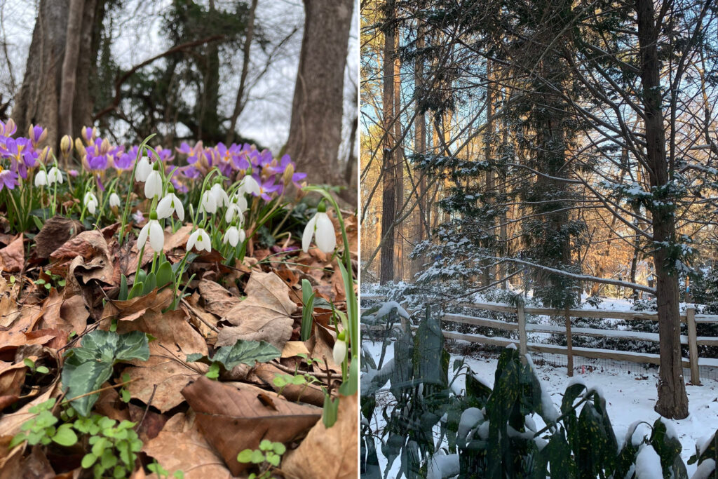 Side photos in Orange County of flowers in bloom from January 1 and snow falling on the ground on January 21.