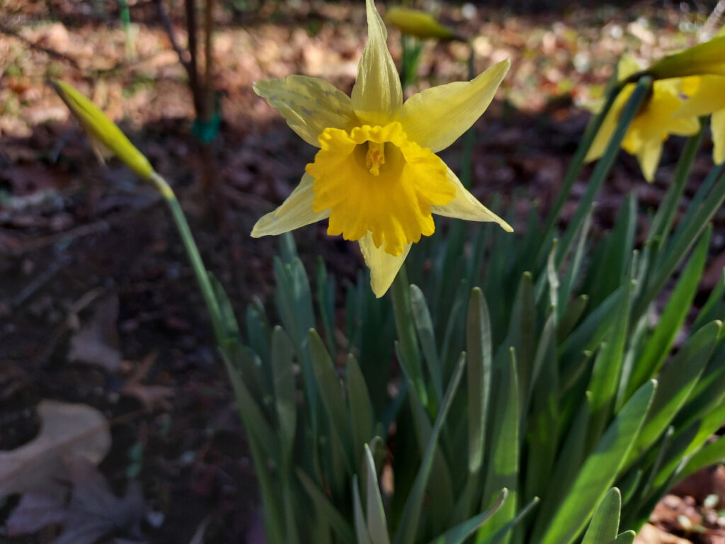 A photo of blooming daffodils from Shelby, NC