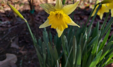 A photo of blooming daffodils from Shelby, NC