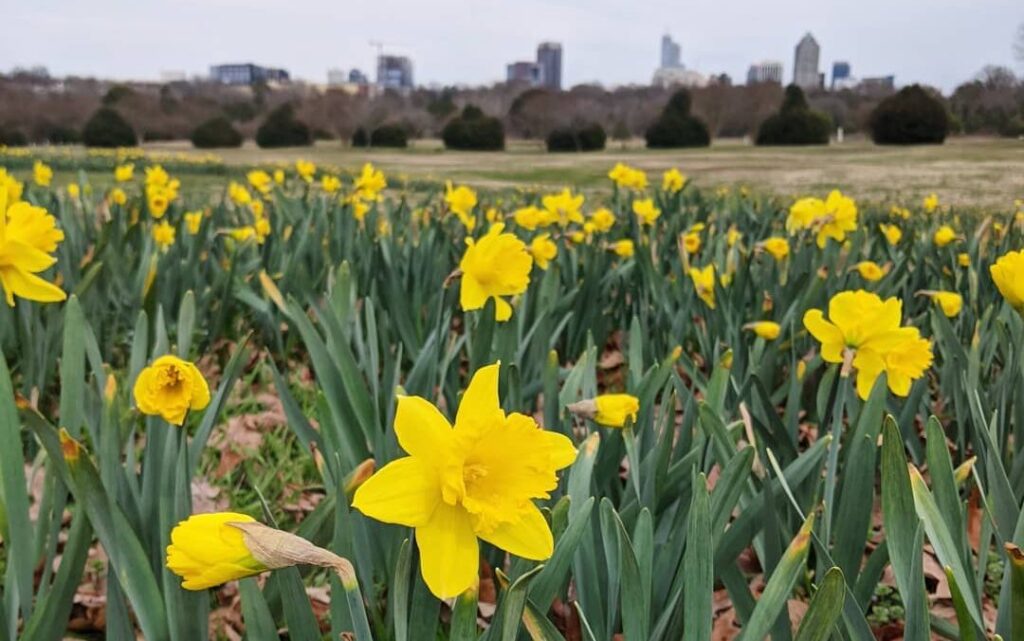 March Daffodils in Raleigh's Dorothea Dix Park (2021)