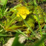 A photo of a green frog sitting in grass with a yellow flower