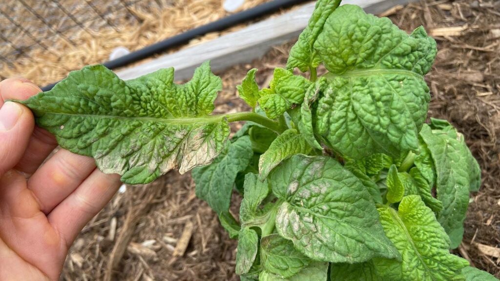 Photo of frost damage on tomato leaves