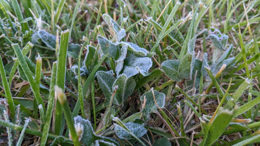A photo of frost on leaves from Waynesville on the morning of April 28