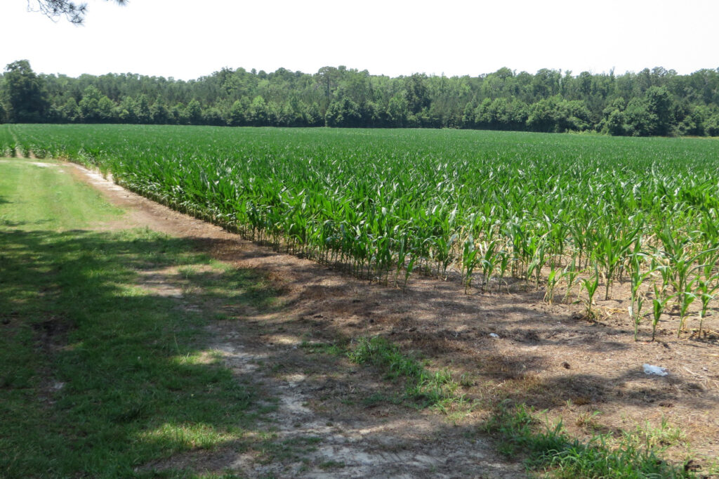 A photo of corn growing in Pamlico County