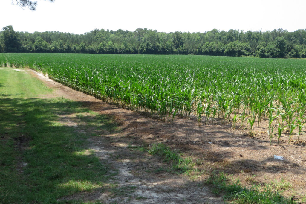 US Farmers Harvest 2.9 Billion Pounds Of Sweet Corn This Way