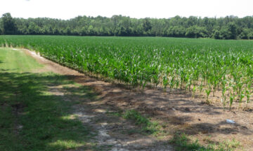 A photo of corn growing in Pamlico County