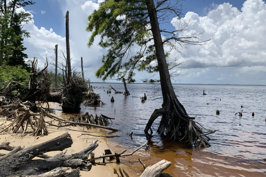 A photo of a ghost forest along the Alligator River
