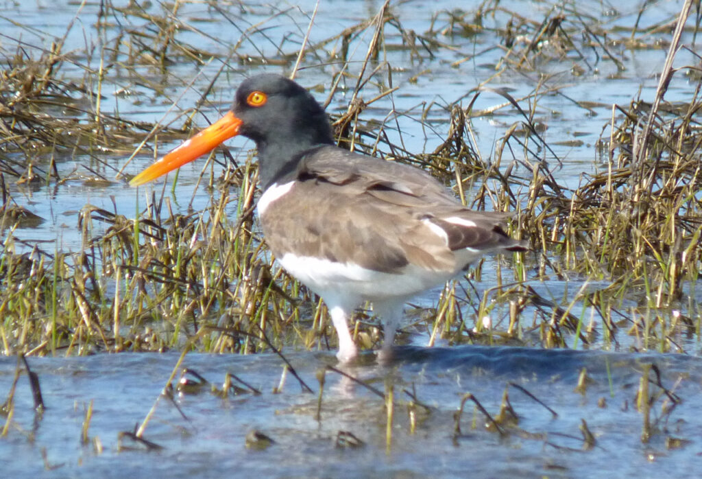 A photo of an American oystercatcher bird near Beaufort