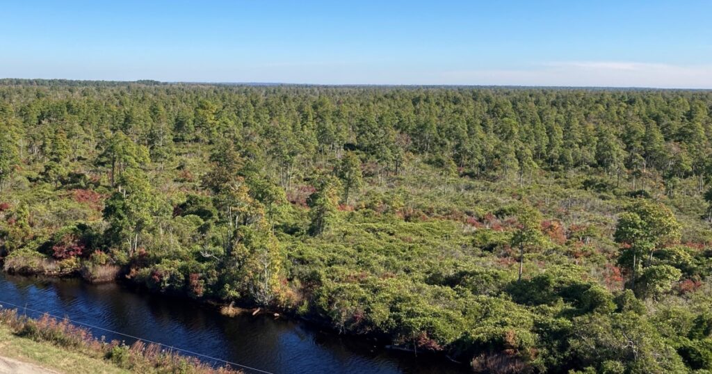 A photo of a pocosin peatland in eastern North Carolina