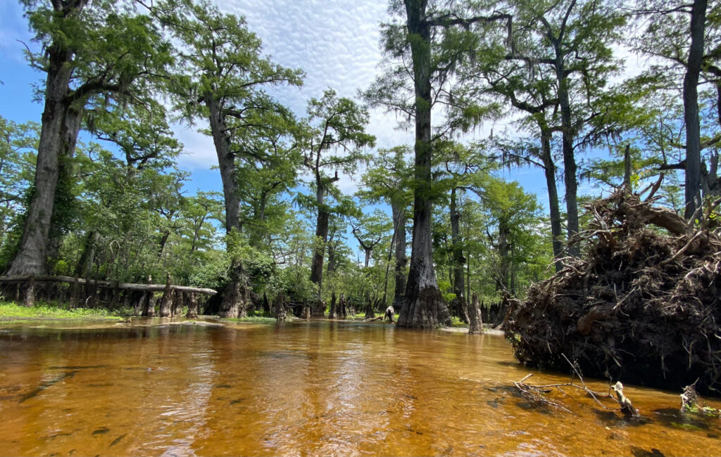 A photo of Three Sisters Swamp in Bladen County