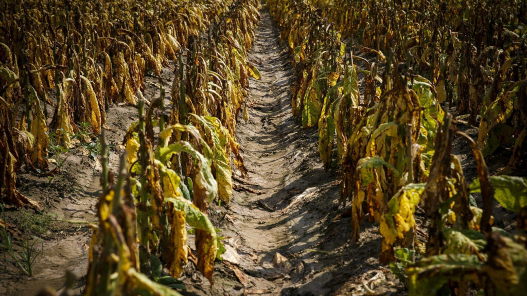 A photo of water damage to tobacco crops in Stantonbsurg after Hurricane Florence