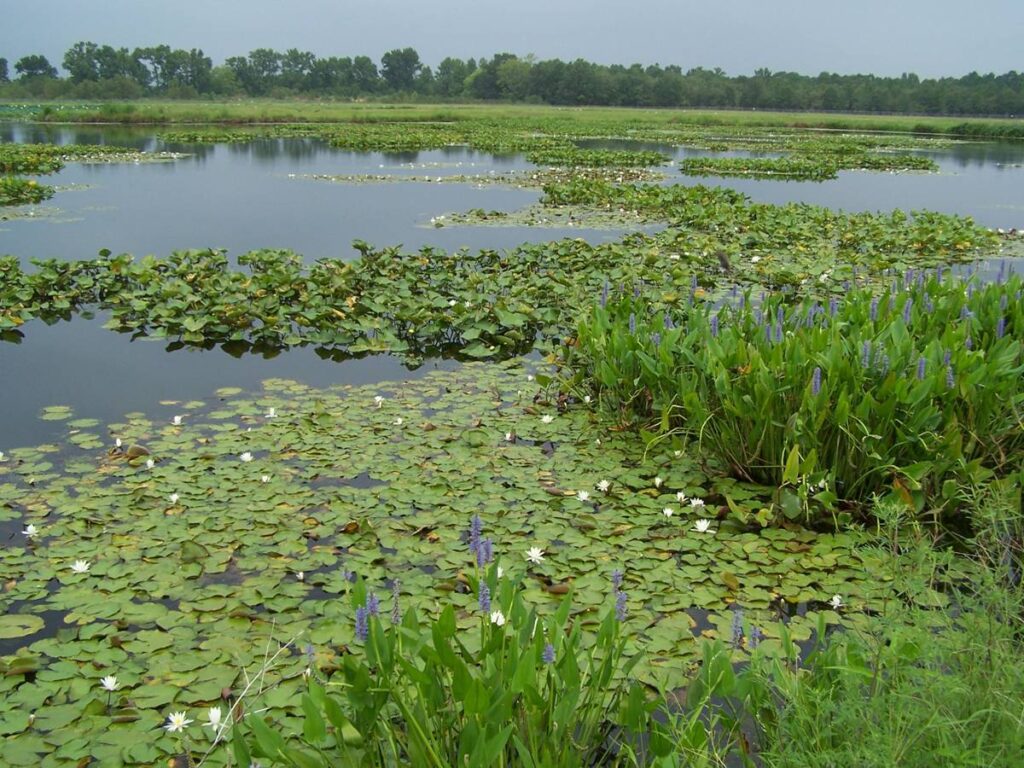 A photo of a constructed wetland near Goldsboro