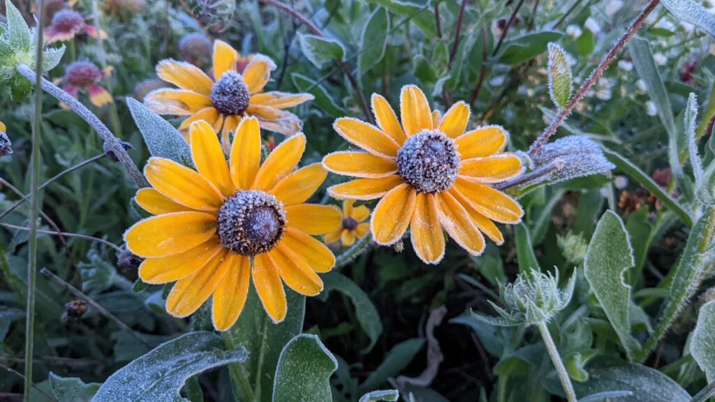 A photo of frost-covered flowers from Waynesville on September 28.