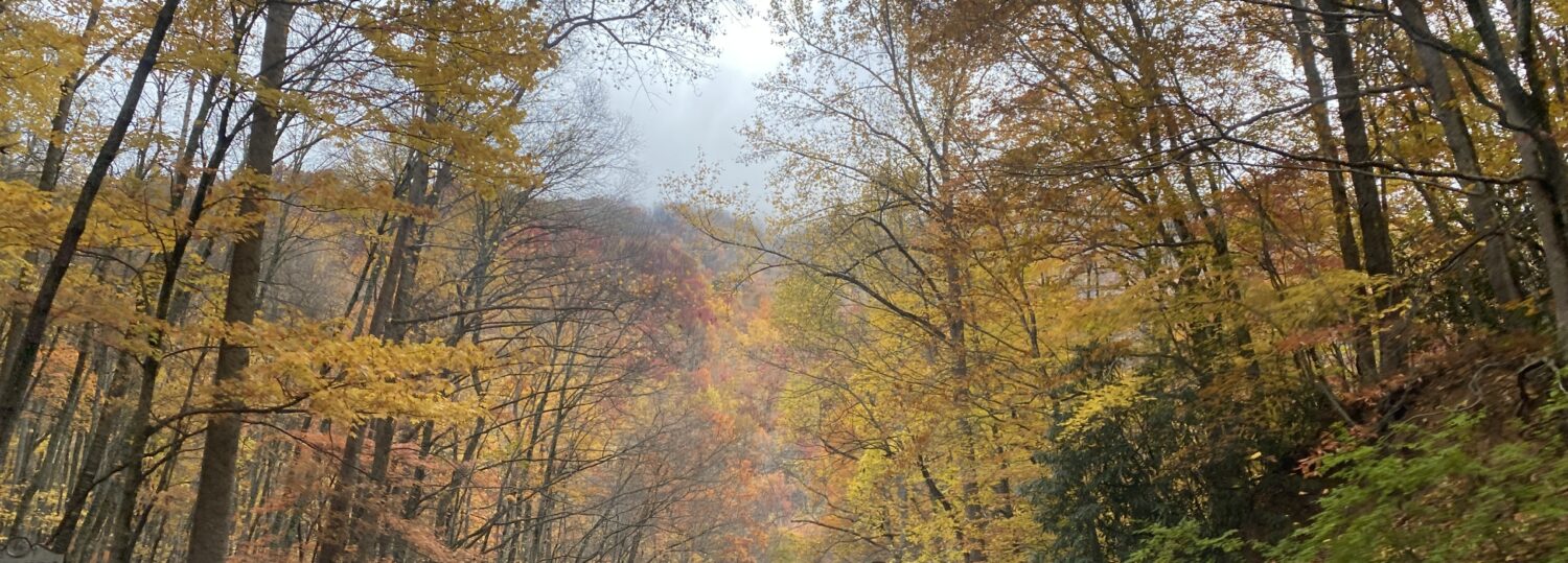 A photo of fall colors along the road in Macon County