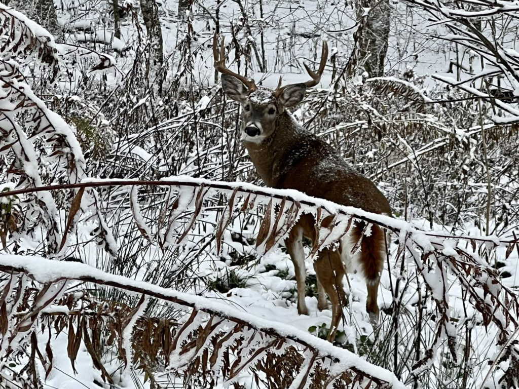 A photo of a deer in the snow in Yancey County on November 13
