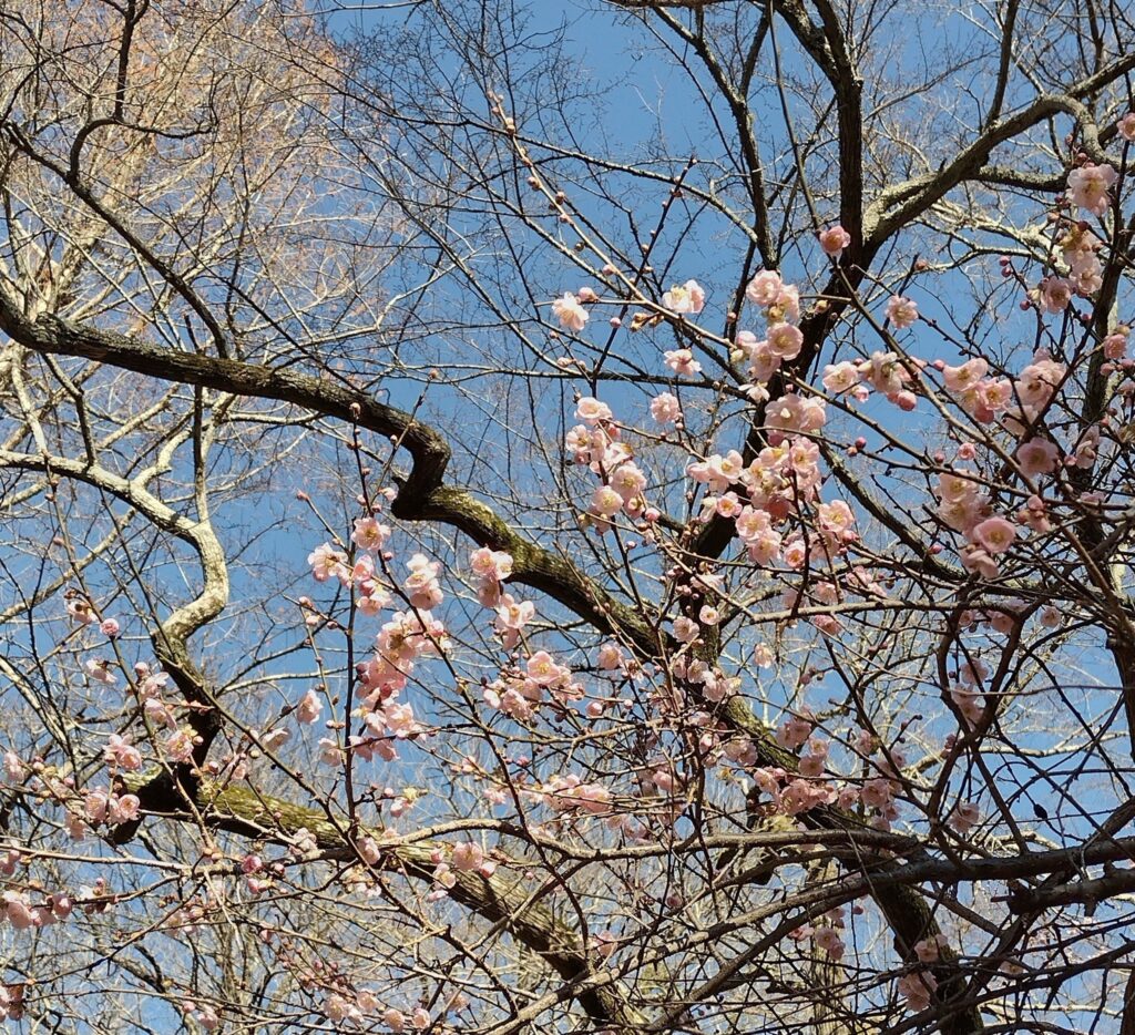 A photo of a Japanese apricot tree in bloom in Chapel Hill this January