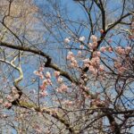 A photo of a Japanese apricot tree in bloom in Chapel Hill this January