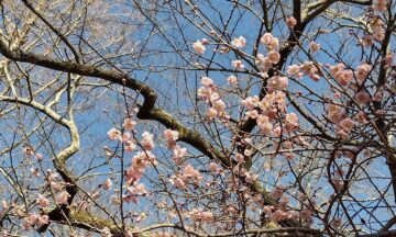 A photo of a Japanese apricot tree in bloom in Chapel Hill this January