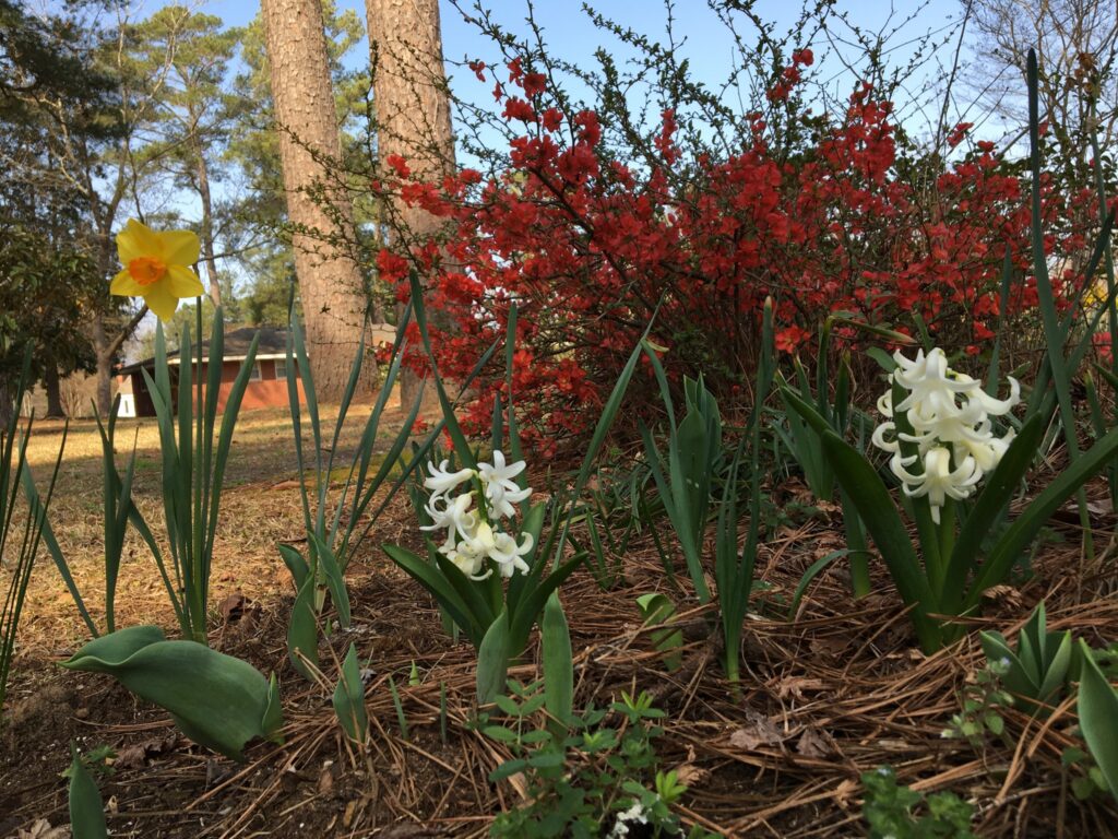 A photo of flowers blooming from February 23