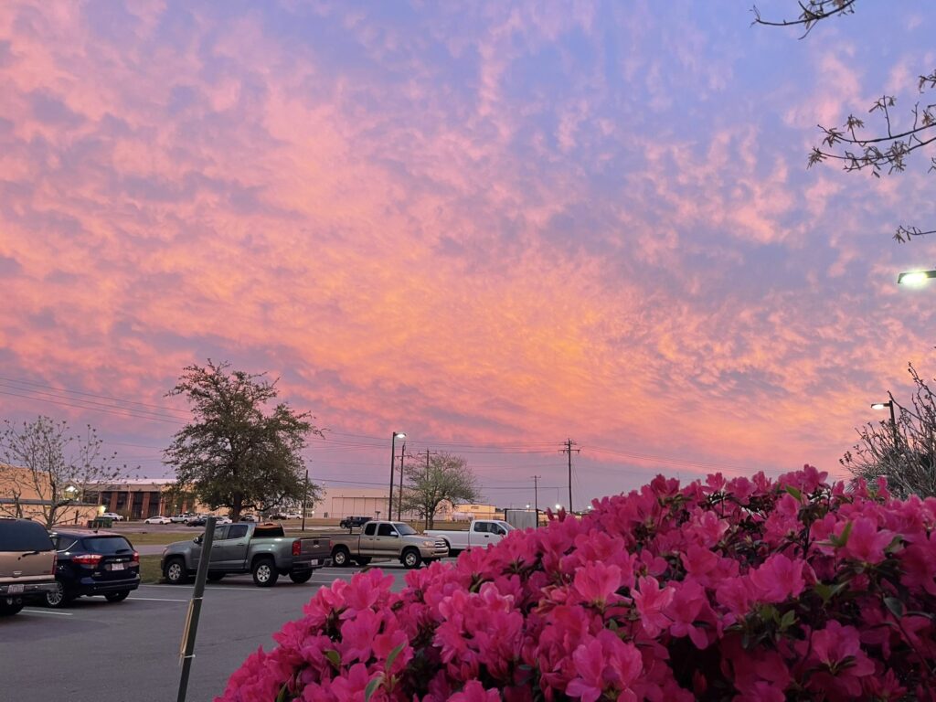 A photo of flowering azaleas in Wilmington at sunset on March 27
