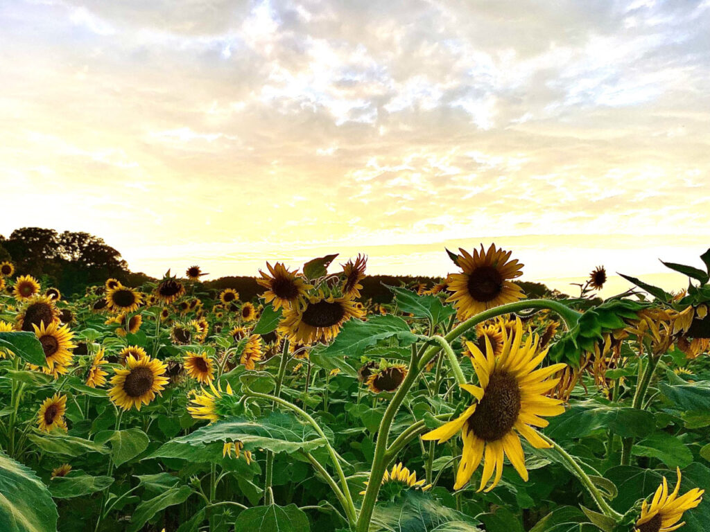 A photo of a sunflower field in at Dorothea Dix Park in Raleigh