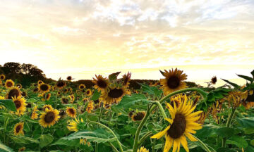 A photo of a sunflower field in at Dorothea Dix Park in Raleigh
