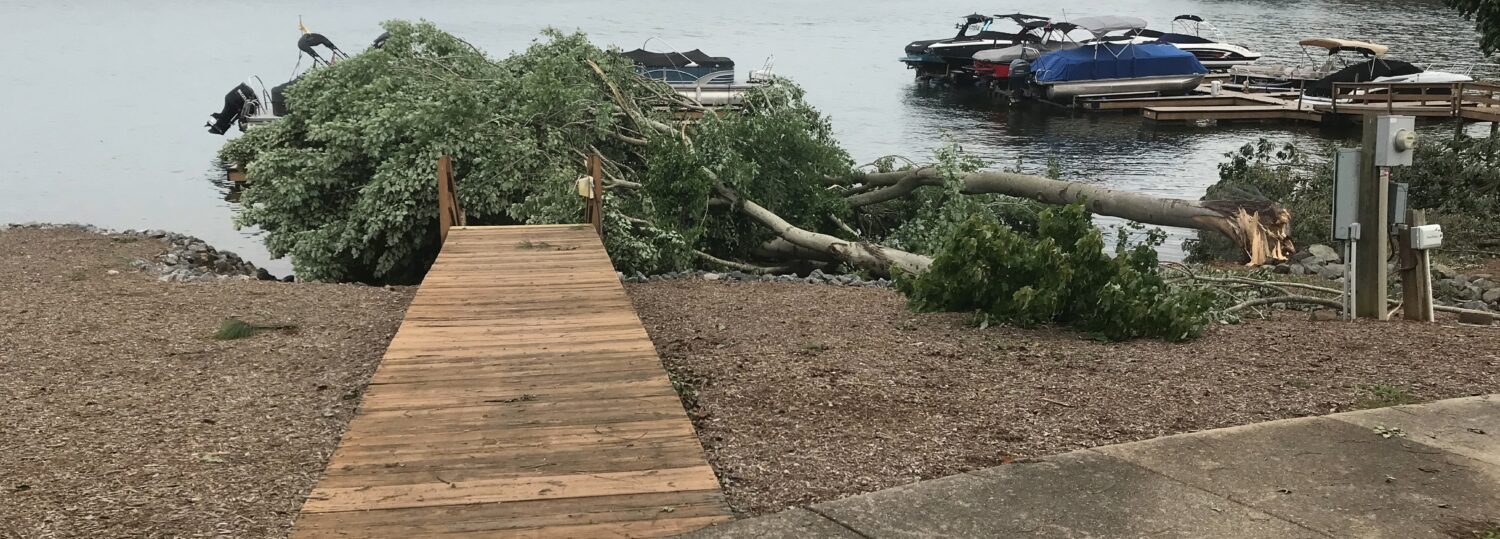 A photo of a tree down along the shores of Lake Norman after the August 7 tornado event
