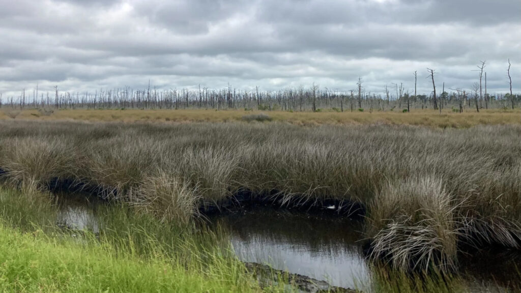 A photo of a ghost forest in eastern Carteret County