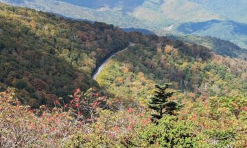 A photo of changing leaf colors and mountain ash berries in western North Carolina