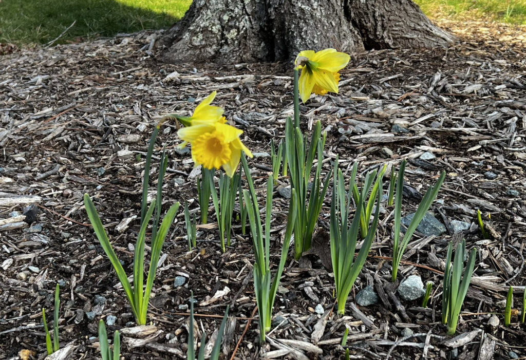 A photo of daffodils blooming in Chapel Hill on January 30.