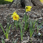 A photo of daffodils blooming in Chapel Hill on January 30.