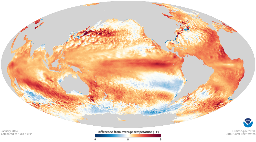 A map of global sea surface temperature anomalies in January 2024