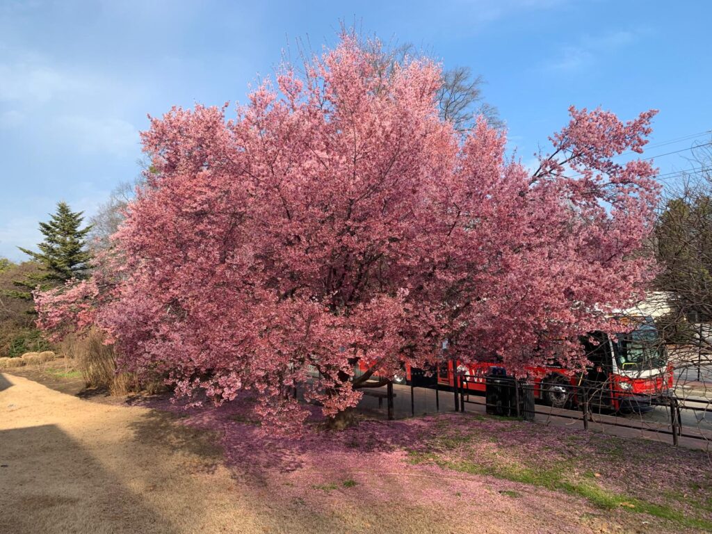 A photo of a cherry tree in bloom in Raleigh in late February